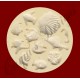 SHELLS & FISH No.1