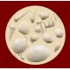 SHELLS No. 1