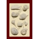SHELLS No. 2