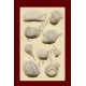 SHELLS No. 2