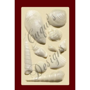 SHELLS No. 2